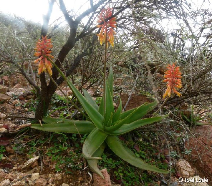 Aloe haggeherensis Haggeher Mts, Socotra ©JLcoll.4870